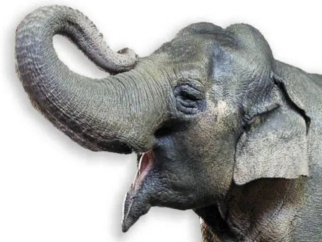 Elefant